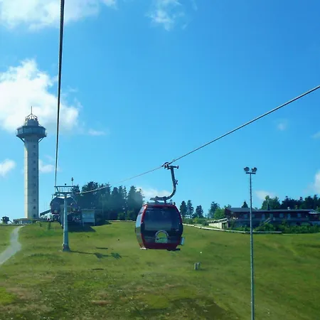 Gaensebluemchen * Willingen (Upland)