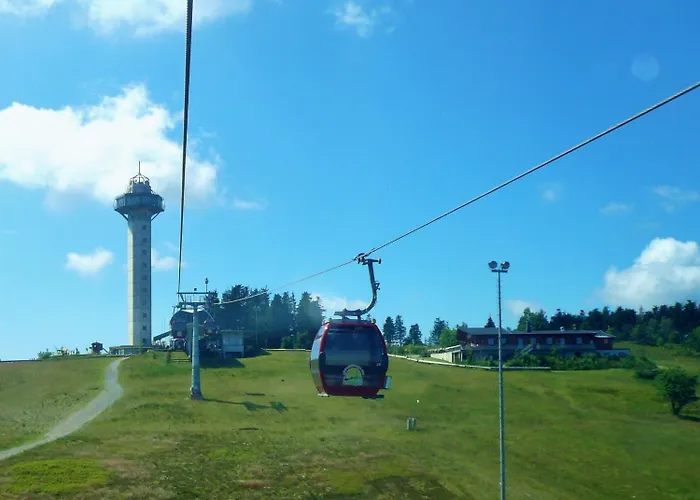 Gaensebluemchen * Willingen (Upland)